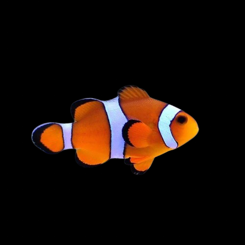 Captive Bred Ocellaris Clownfish
