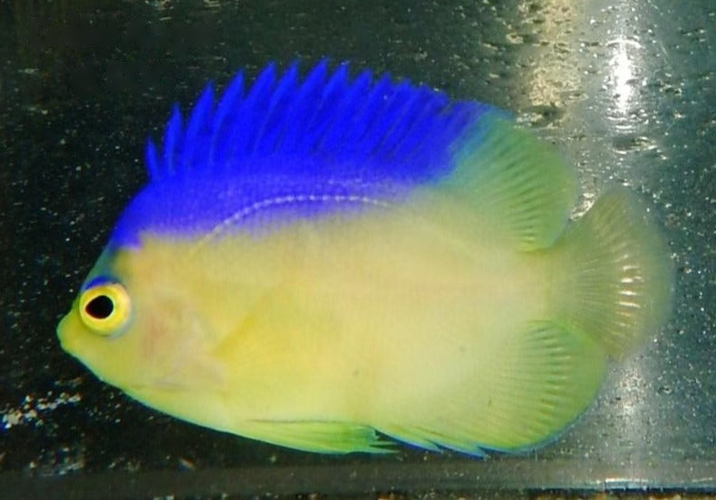 Colin's Angelfish