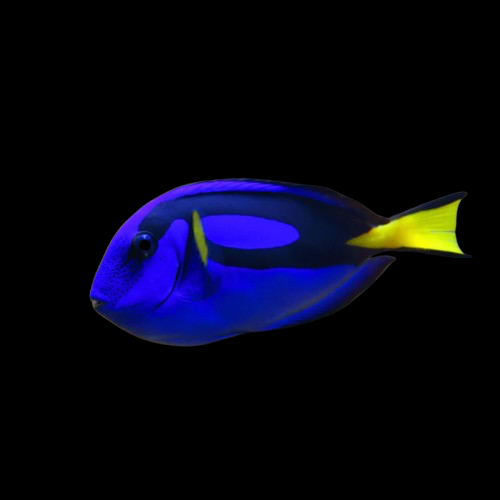 Blue Hippo Tang