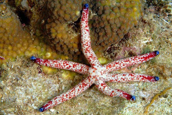 Dalmation Linkia Star Fish
