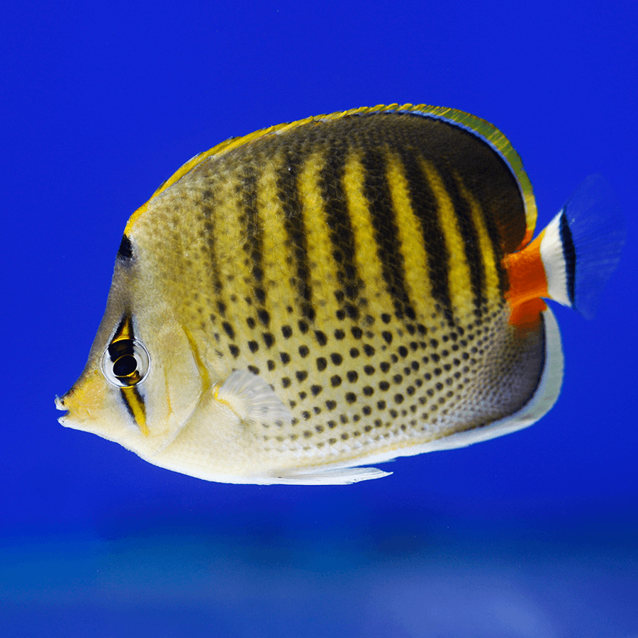 Punctato butterfly-Chaetodon punctatofasciatus