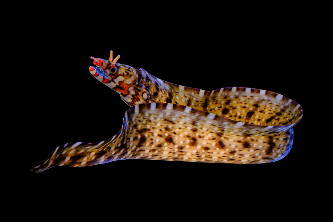Dragon Moray Eel