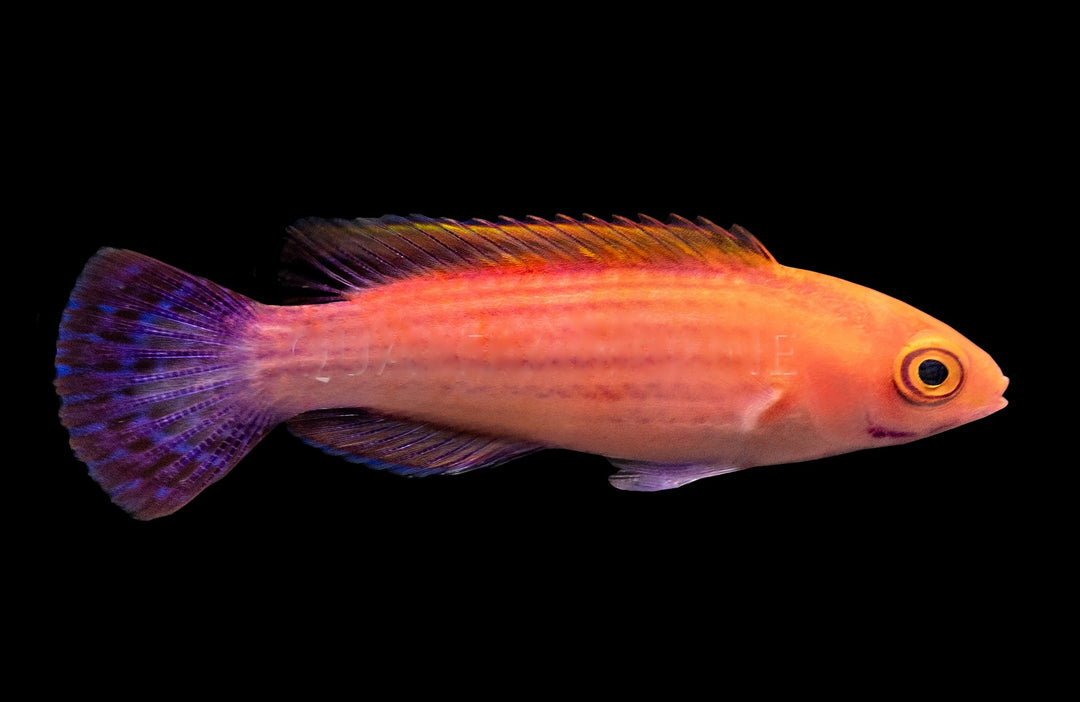 Earle's Fairy Wrasse - Male