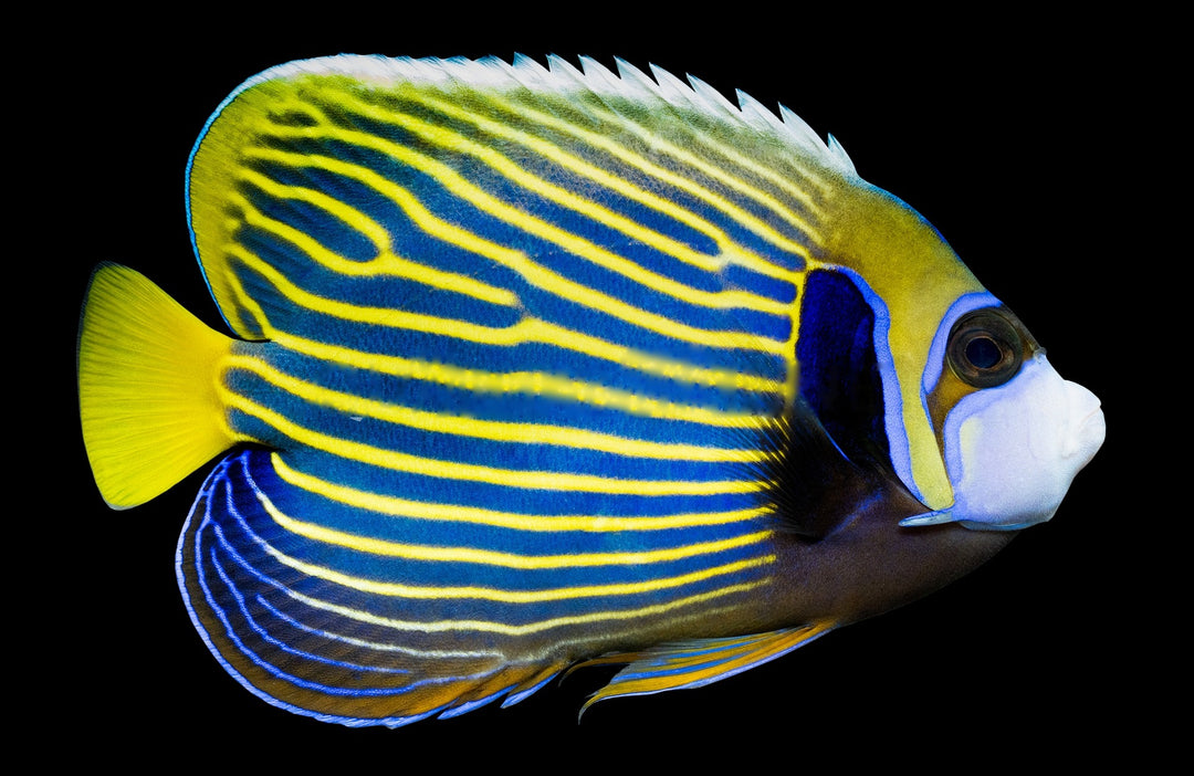 Adult Emperor Angelfish