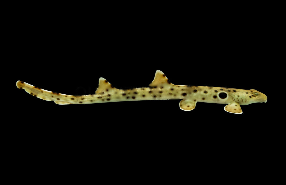 Epaulette Shark
