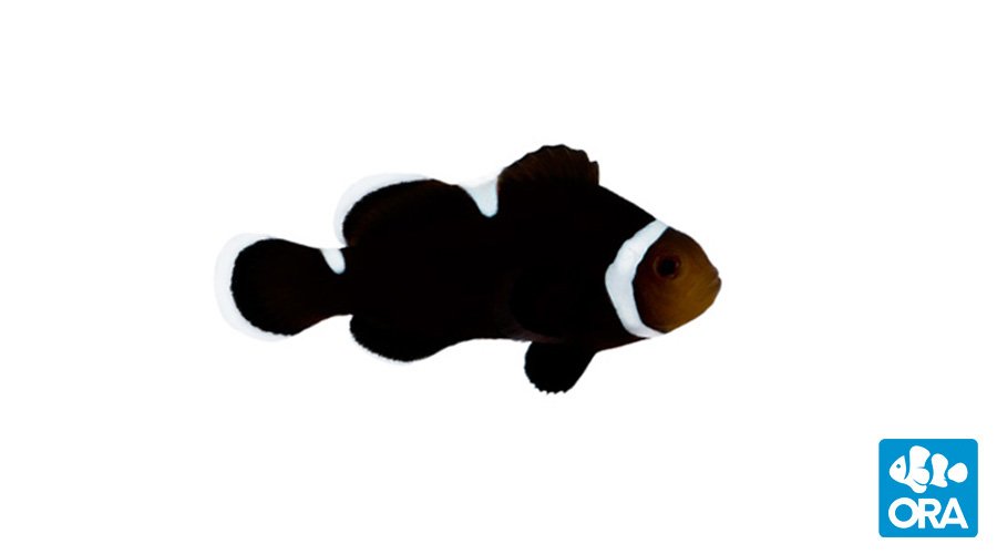 ORA Extreme Misbar Black Ocellaris PAIR