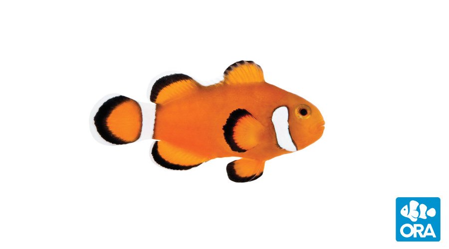 ORA Extreme Misbar Ocellaris PAIR
