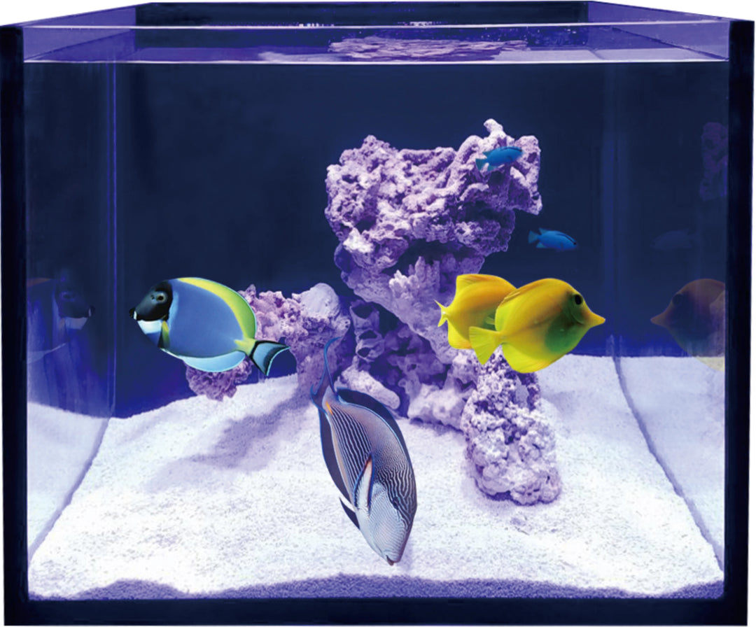 Maxspect Lagoon fish-only setup