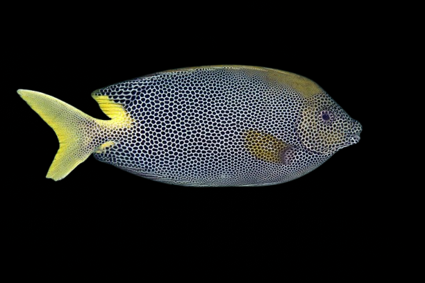 Starry Rabbitfish