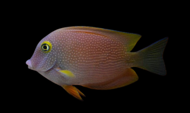 Spotted Yellow Eye Tang