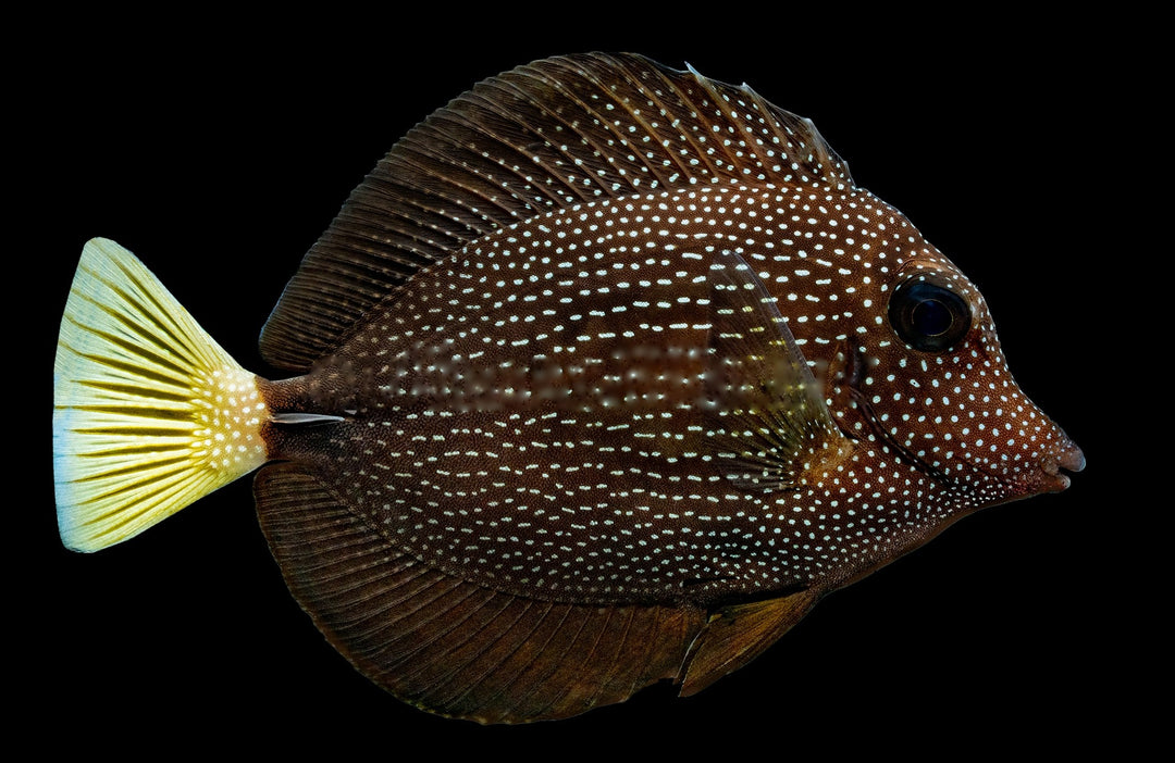 Gem Tang