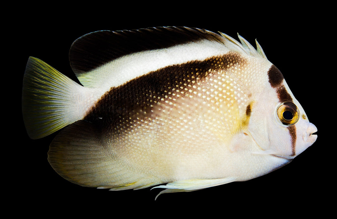 Griffis Angelfish