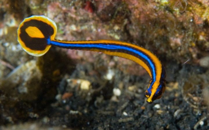 Blue Stripe Pipe Fish