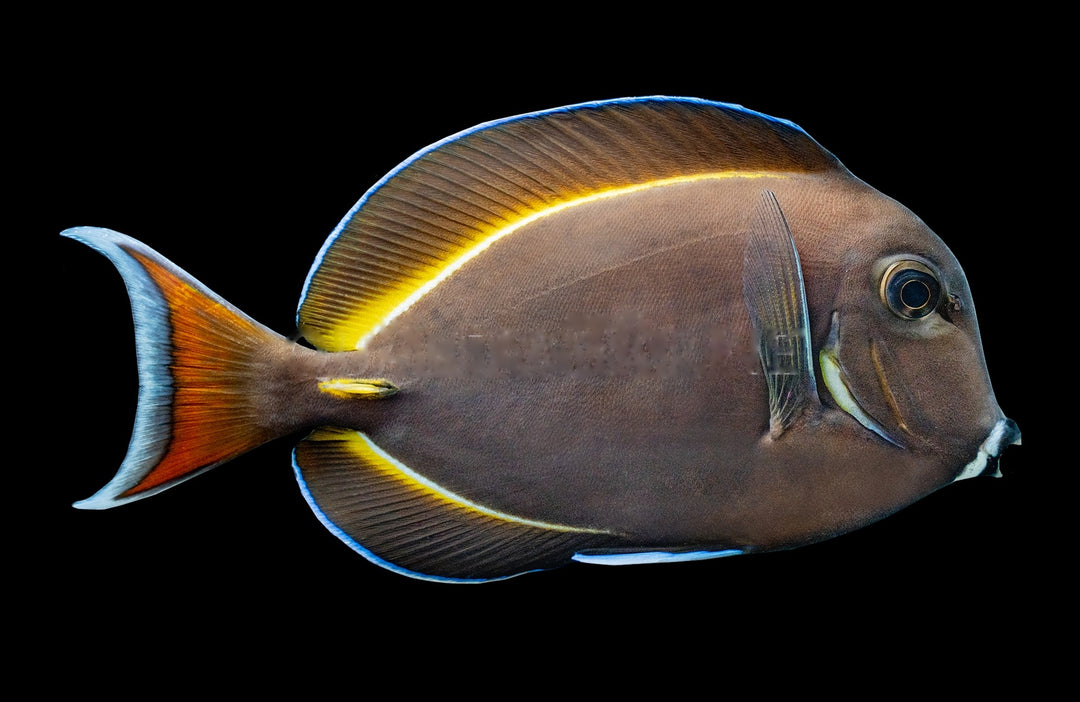 Achilles x White Cheek Hybrid Tang