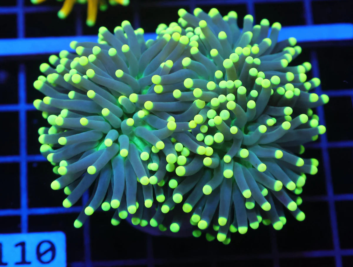 INDO TORCH BLACKLIGHT 2 HEAD T13