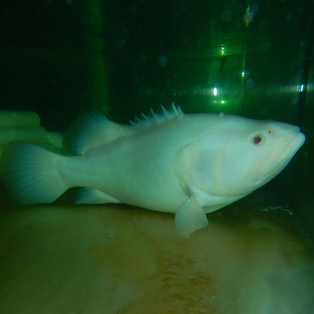 White Grouper