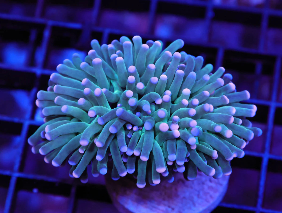 MALAYSIAN TORCH COTTON CANDY 1 HEAD T81