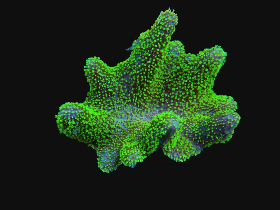 Umbrella Leather Green Polyp - Australia