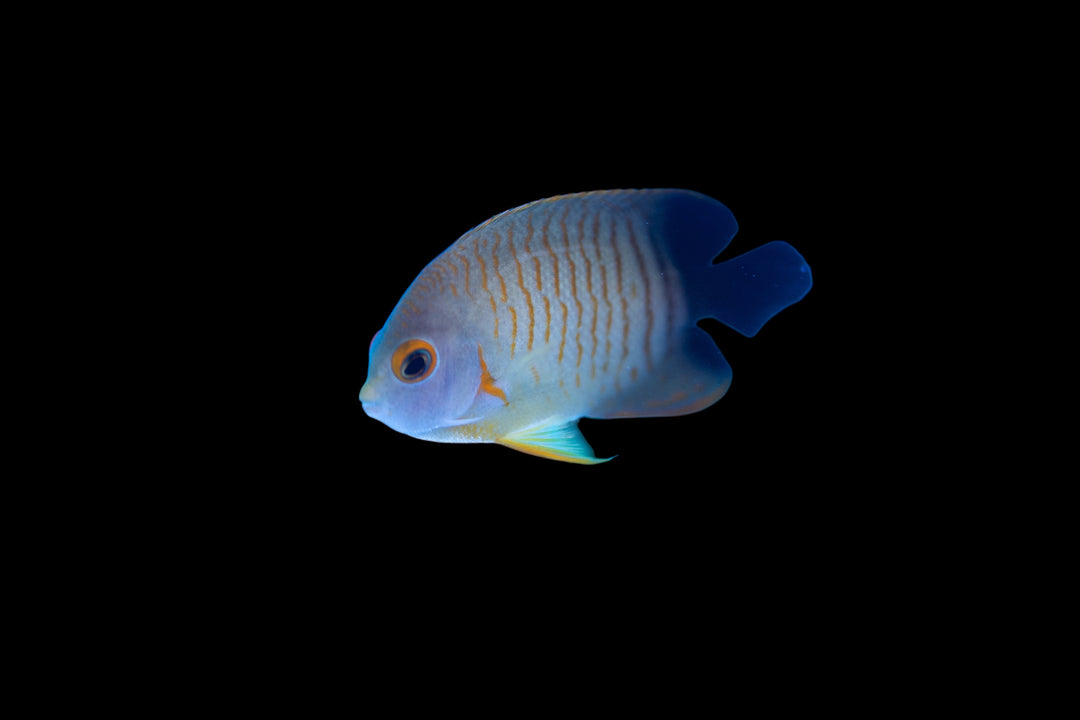 Eibli Angelfish