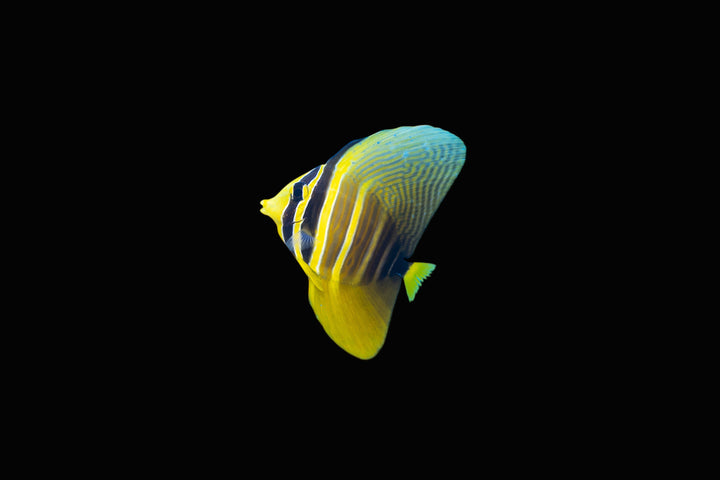 Sailfin Tang