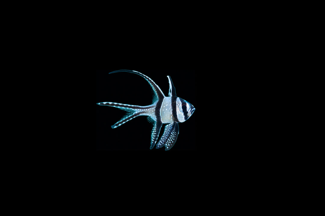 Banggai Cardinalfish