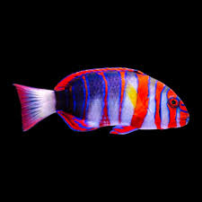 Harlequin Tusk: Adult