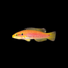 Twospot (Candy) Hogfish