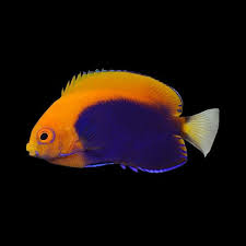 Flameback Angelfish