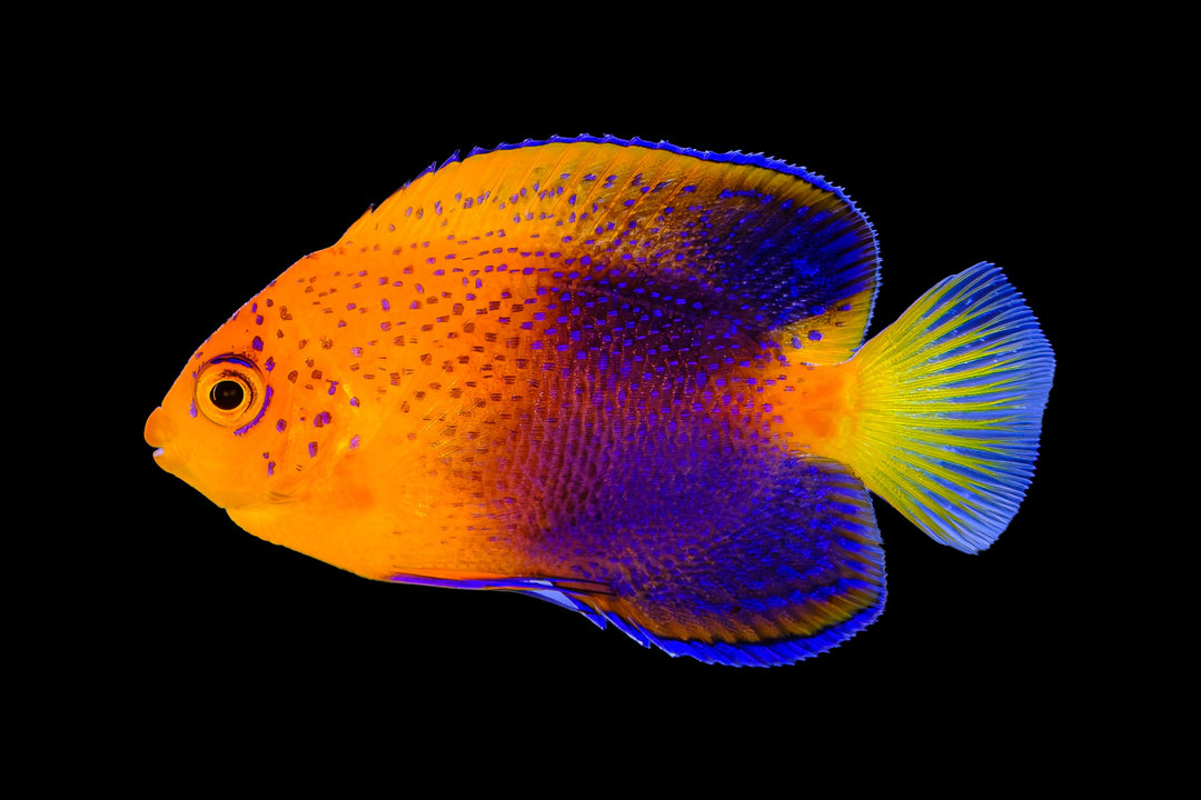 Interruptus Angelfish
