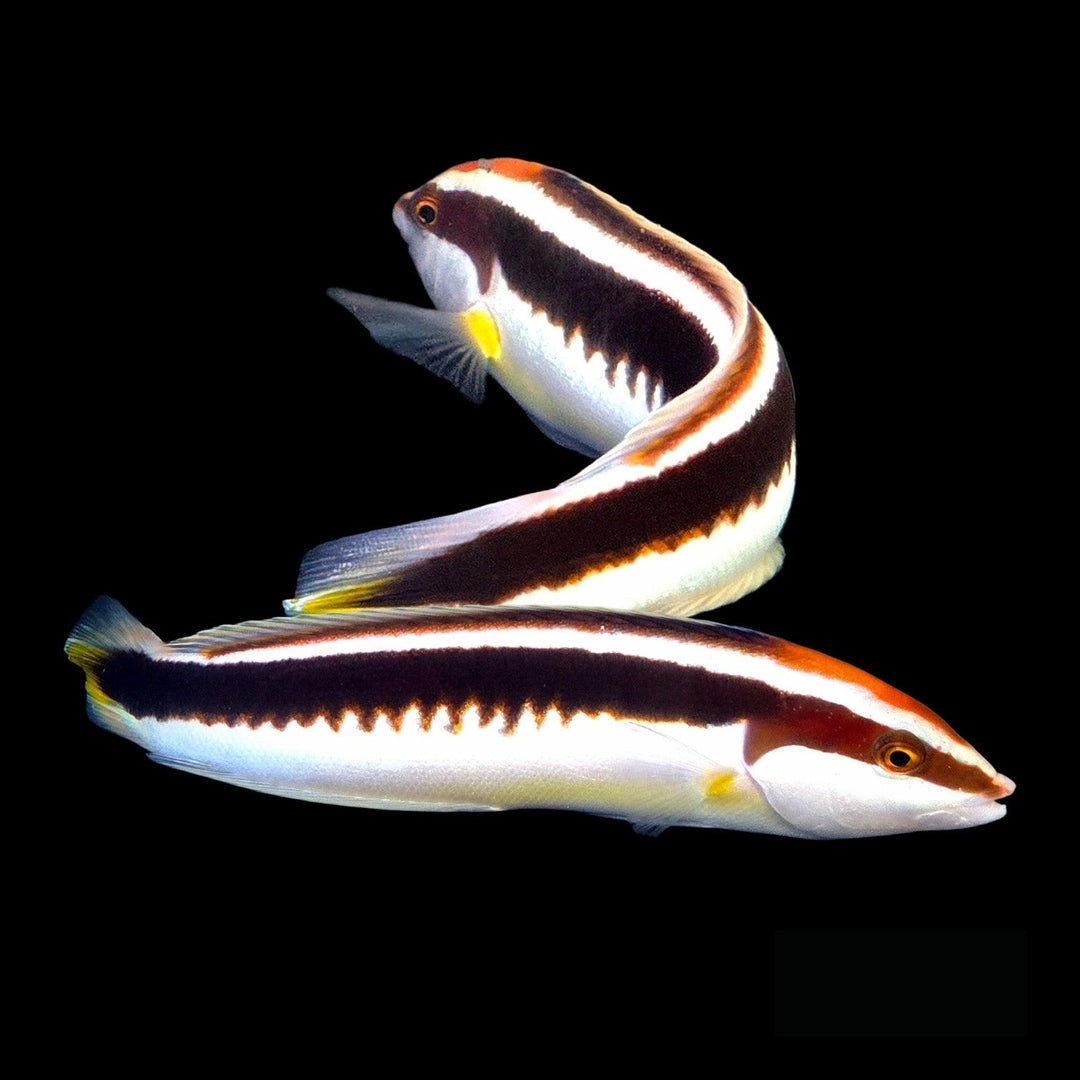 Japanese Coris Wrasse