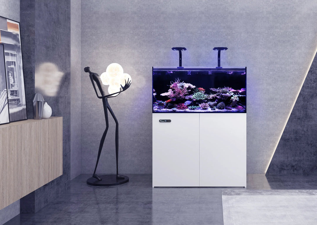 Maxspect Lagoon aquarium
