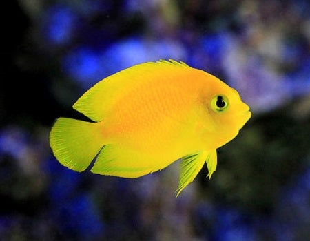 Yellow Angel