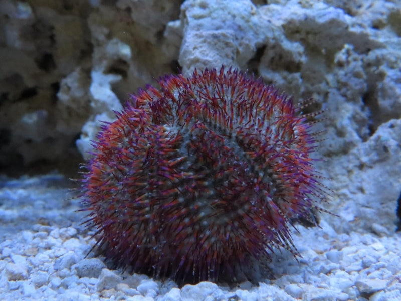 Rose Pink Urchin - Lytechinus Tribuloides