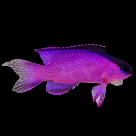 Blackcap Basslet