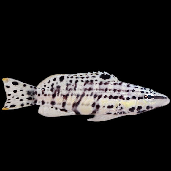 Harlequin Basslet