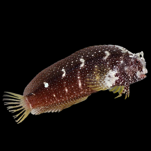 Starry Blenny