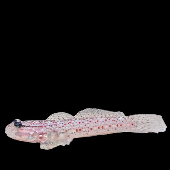 Decorated Sand Goby
