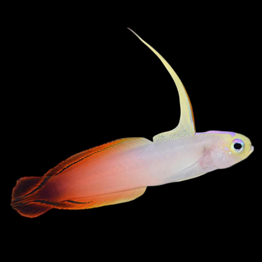 Red Firefish Goby