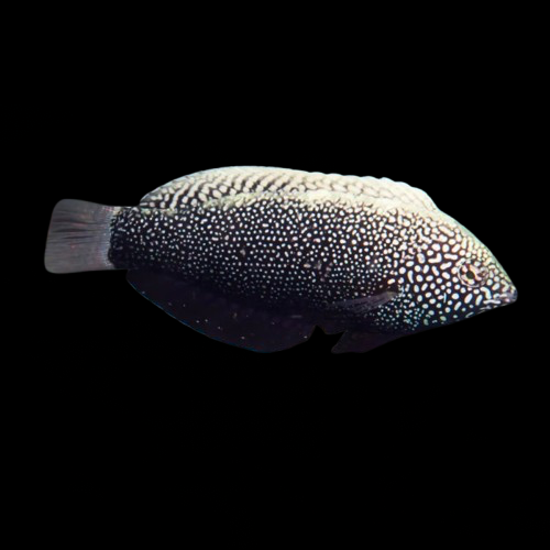 Black Leopard Wrasse