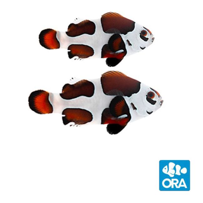 ORA Mocha Storm Ocellaris PAIR