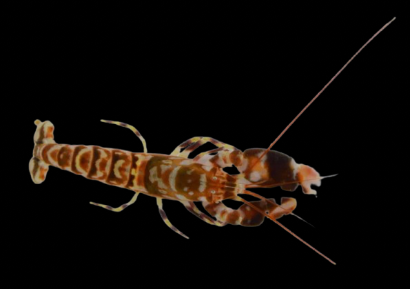 Tiger Pistol Shrimp