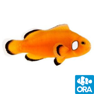 ORA Naked with Dot Ocellaris PAIR
