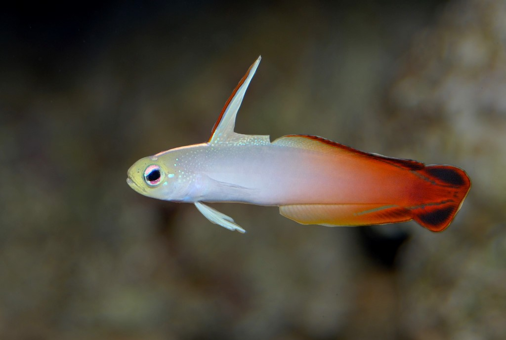 African Fire Fish