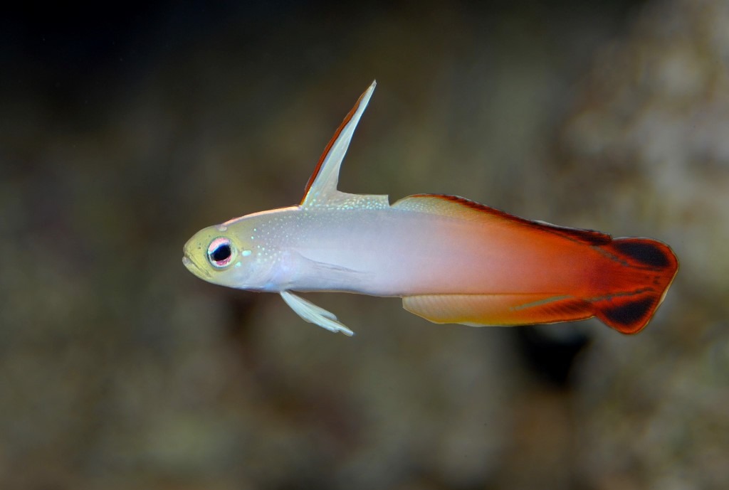 African Fire Fish – Ocean To You Aquariums