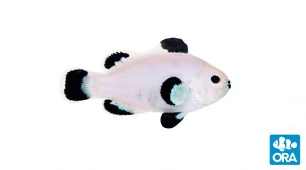 ORA Snow Storm Ocellaris PAIR