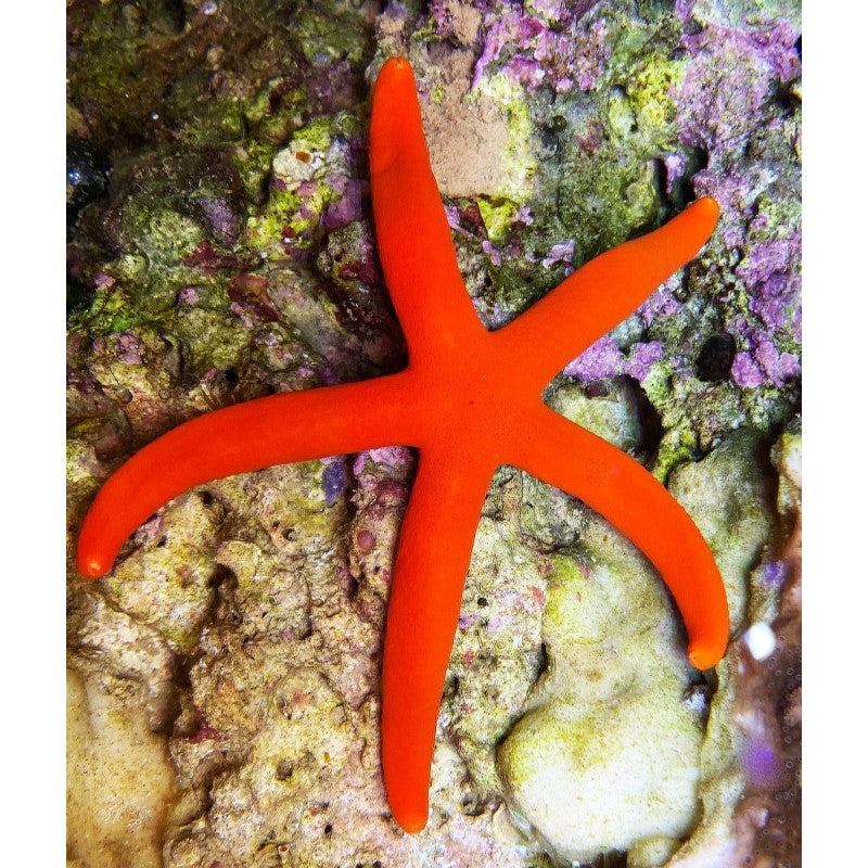 Orange Linkia Starfish ML