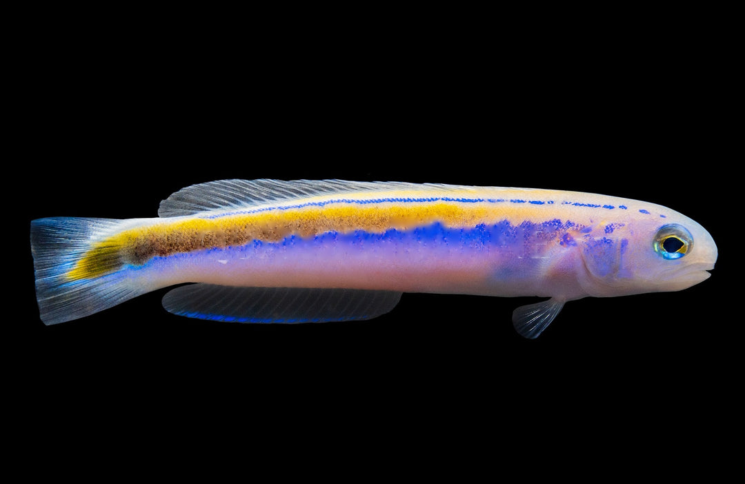 Oreni Tilefish