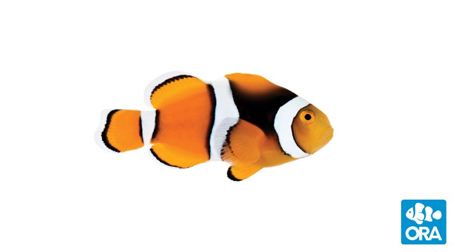 ORA True Percula PAIR
