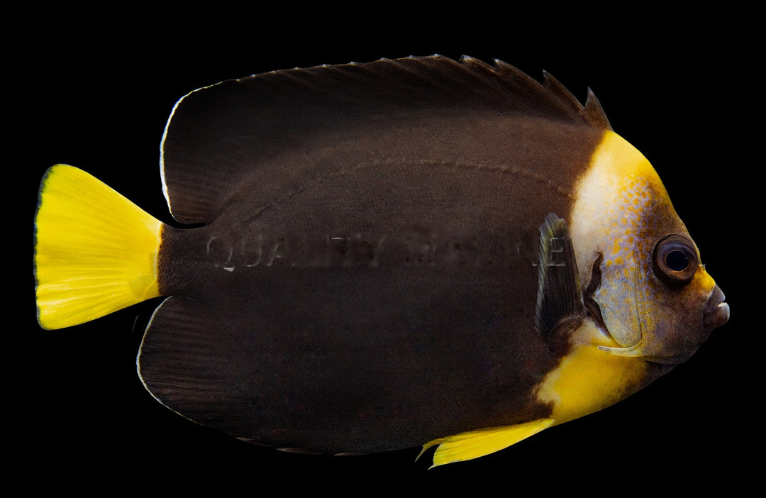 False Personifer Angelfish