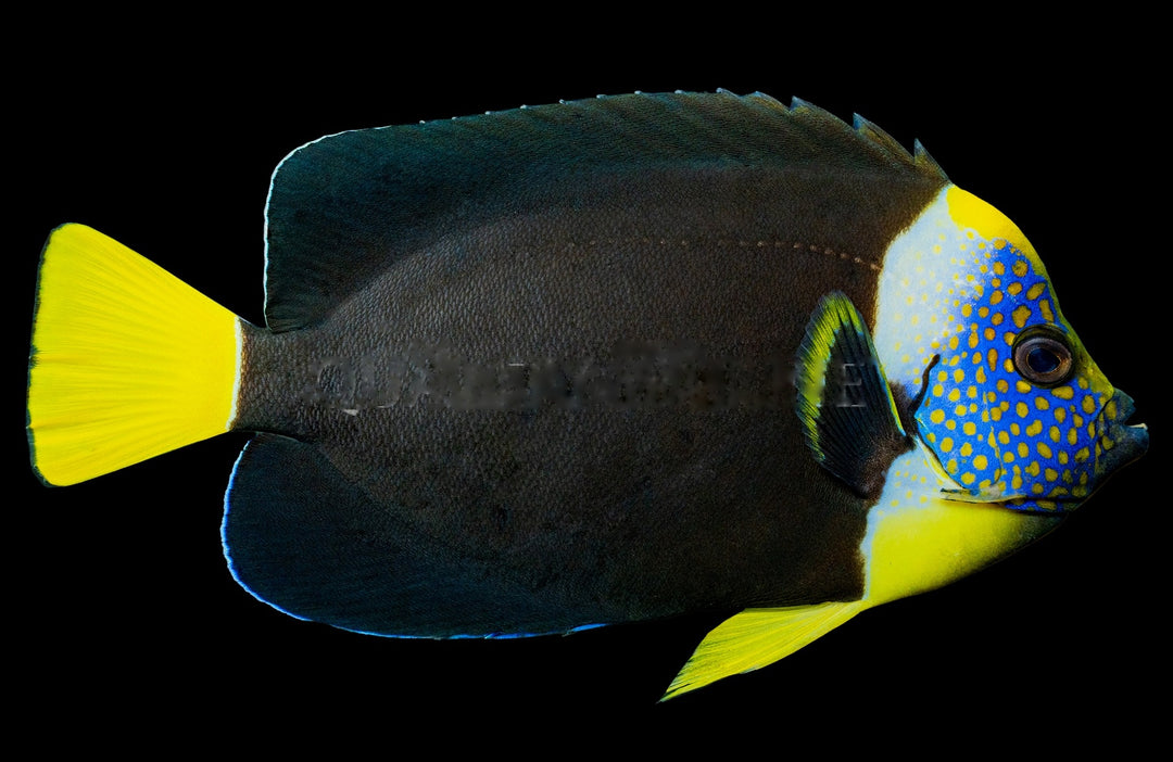 False Personifer Angelfish - Male